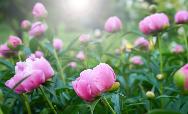 春天花园里盛开的粉红牡丹。春天，夏天，自然概念。副本的空间。图片下载