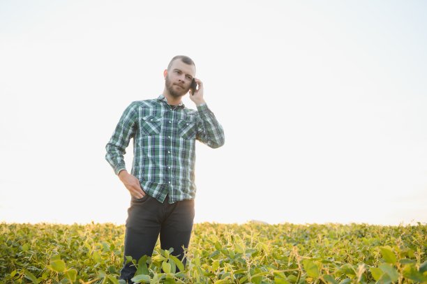 一位农民农艺师正在检查田地里生长的绿色大豆。农业图片下载