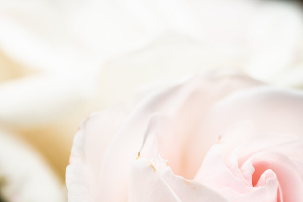 微距照片的白色和粉红色的玫瑰花。图片下载
