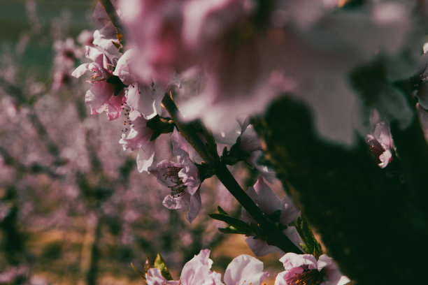 西班牙的桃花图片下载