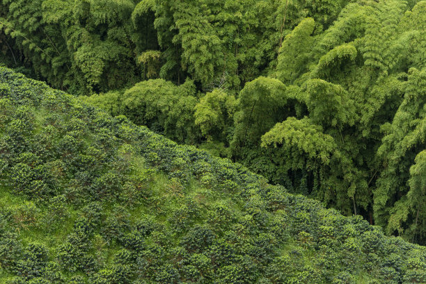 傍晚灯光下的咖啡种植园-库存照片图片下载