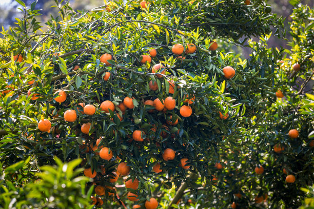 熟透新鲜的橙子挂在橙园的枝头。树上有橘子。橙色的花园。图片下载