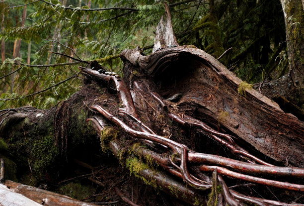 长满苔藓的树桩图片下载