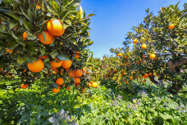 橘子园里，树上挂着成熟的橘子。图片下载