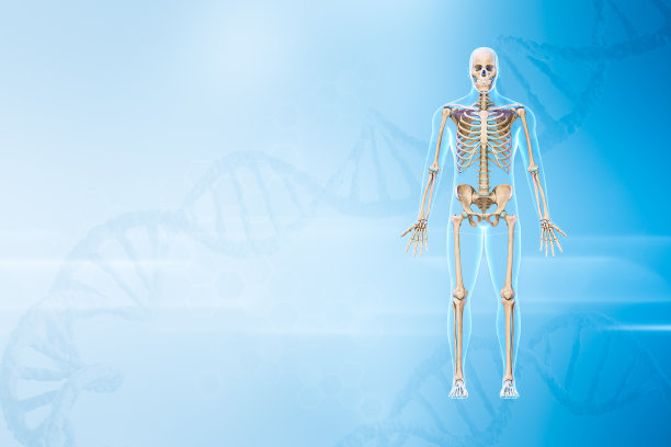 人类男性骨骼与身体前视图3D渲染插图与复制空间和DNA背景。解剖学、医学和保健、生物学、医学、科学概念。图片下载