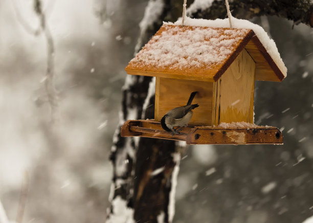 白雪皑皑的冬天喂野鸟，鸟屋图片下载