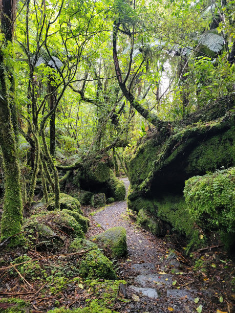 冰碛步道上的苔藓图片下载