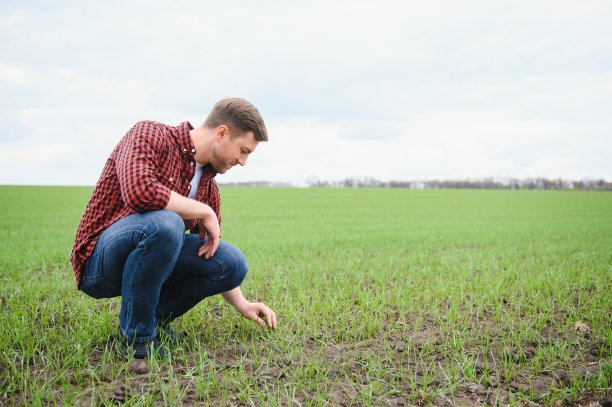 农民手里拿着收获的土壤和嫩绿的小麦芽，检查新作物的质量。农学家分析了新种子的生长进度。农业健康理念图片下载