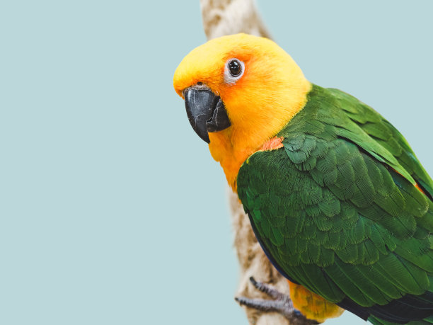 聪明可爱的鹦鹉坐在绳子上图片下载