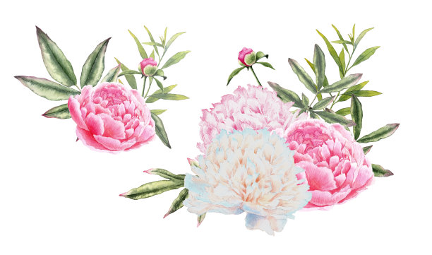 水彩牡丹花束。手绘插图。用于设计邀请函、卡片、海报、织物的元素。图片下载