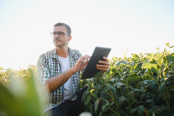 年轻的农学家在大豆地里检查收获前的作物。农业的概念。农业工程师站在大豆地里。图片下载