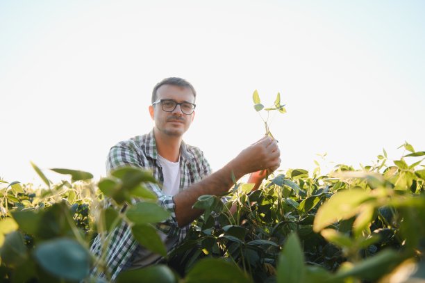 农学家或农民正在检查大豆田的作物。图片下载