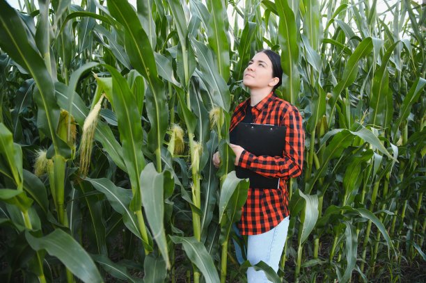 一位农民在玉米棒田里图片下载