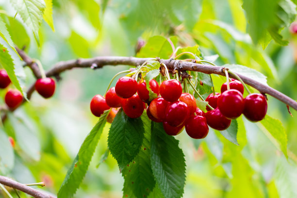 树枝上多汁的樱桃，特写。农业，种植农作物图片下载