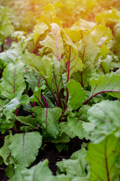 有机绿红甜菜根叶生长在花园床上。甜菜是人类和牲畜的食物来源。宏图片下载