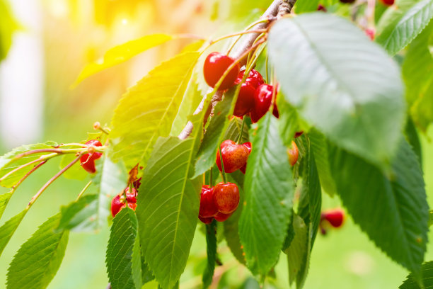 树枝上多汁的樱桃，特写。农业，种植农作物图片下载