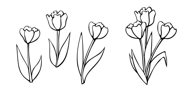 一套轮廓郁金香花孤立的白色背景。简单的黑色轮廓插图，素描风格的涂鸦剪贴艺术。象征着春天、爱情、开花图片下载