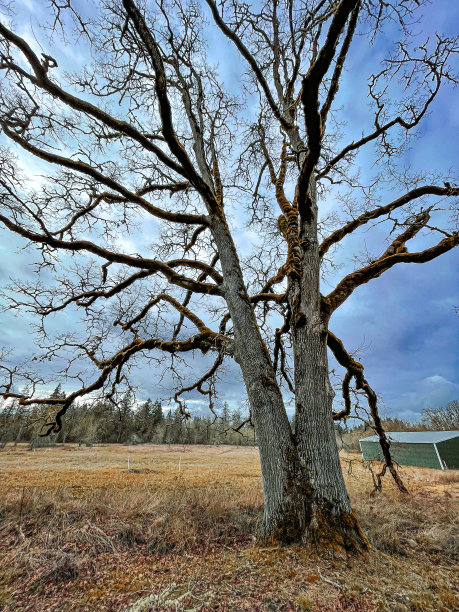 异想天开的树图片下载