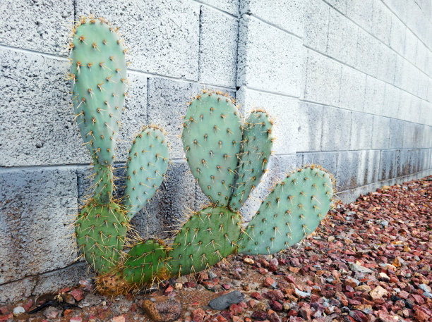 Nopal或Opuntia仙人掌的带刺垫图片下载