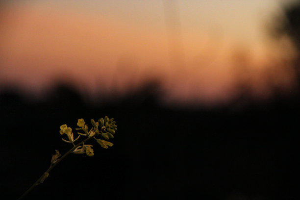 沿海Goldenbush图片下载