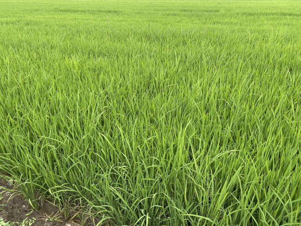 农业稻田图片下载