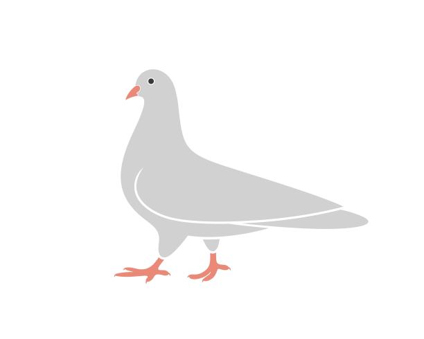 鸽子的标志。白色背景上孤立的鸽子。鸟图片下载