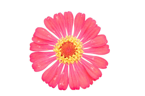 花孤立图片下载