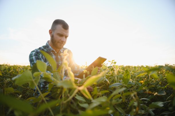 一位农民农艺师正在检查田地里生长的绿色大豆。农业图片下载