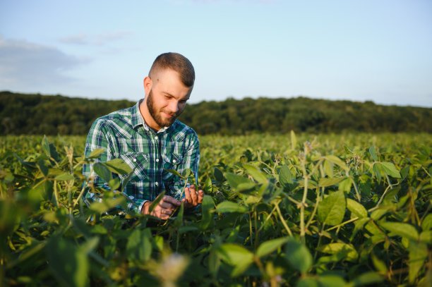 农学家在农田检查大豆作物-农业概念-农民在农场大豆种植园图片下载