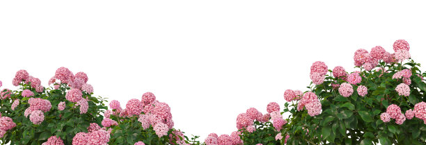 在白色背景上渲染灌木和花朵图片下载