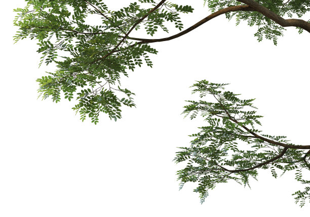 在白色背景上3d渲染前景分支图片下载