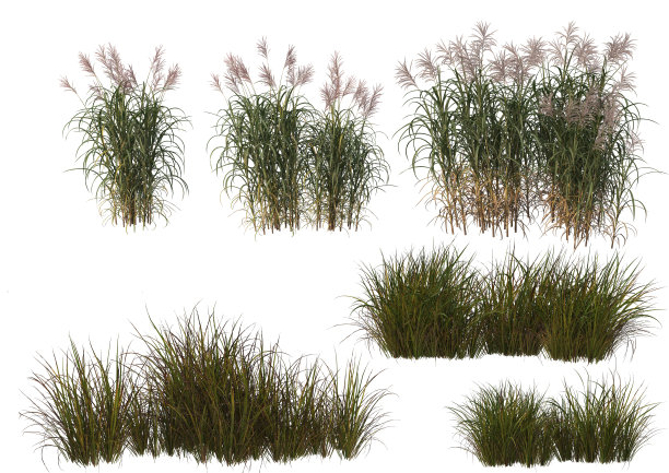 白色背景上的草花3d渲染图片下载