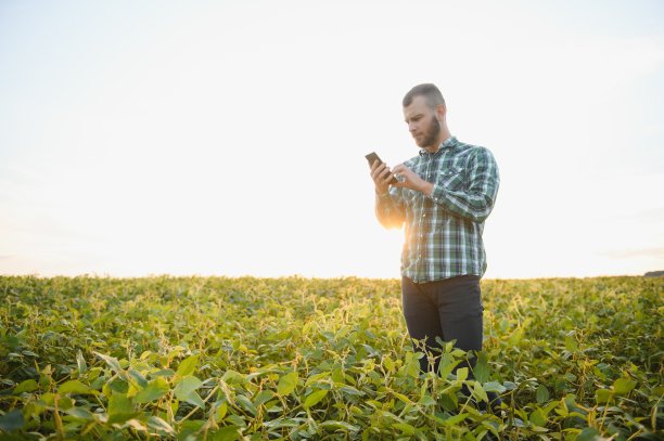 农学家正在检查农田里生长的大豆作物。农业生产理念。夏季，年轻的农学家在田间检查大豆作物。大豆田里的农民图片下载