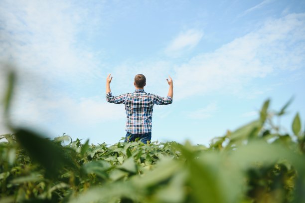 一位农民正在检查一片绿色的大豆田。收获的概念图片下载