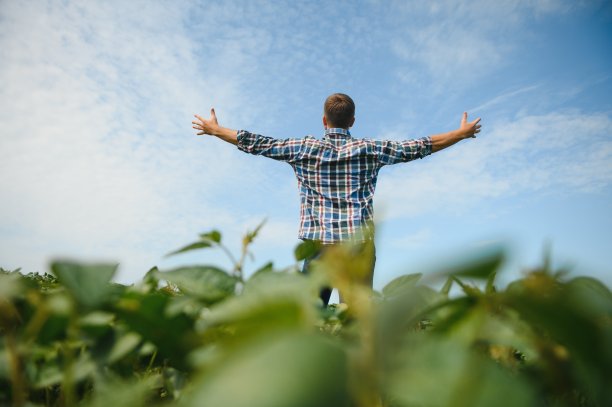 年轻农民在田间检查大豆公司，他竖起大拇指图片下载