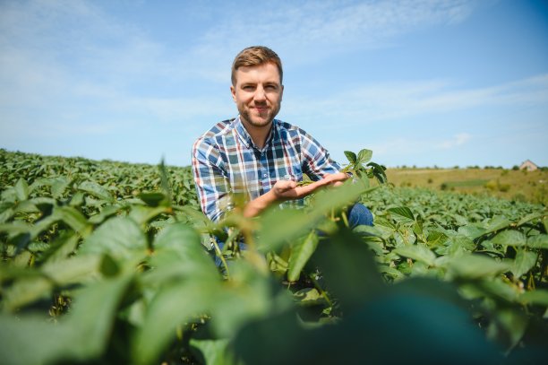 一位农民正在检查一片绿色的大豆田。收获的概念图片下载