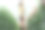 种花做生意，女人走过温室看收获。图片下载