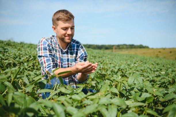 一位农民正在检查一片绿色的大豆田。收获的概念图片下载