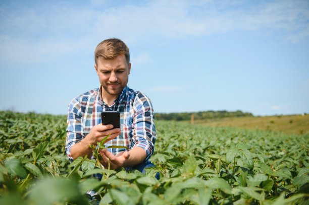 农学家正在检查农田里生长的大豆作物。农业生产理念。夏季，年轻的农学家在田间检查大豆作物。农民在大豆地里。图片下载