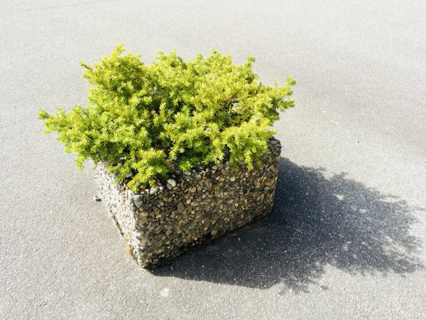 装饰花图片下载
