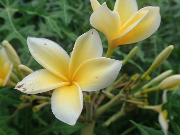 特写鸡蛋花或鸡蛋花。是夹竹桃科夹竹桃亚科开花植物的一个属。图片下载