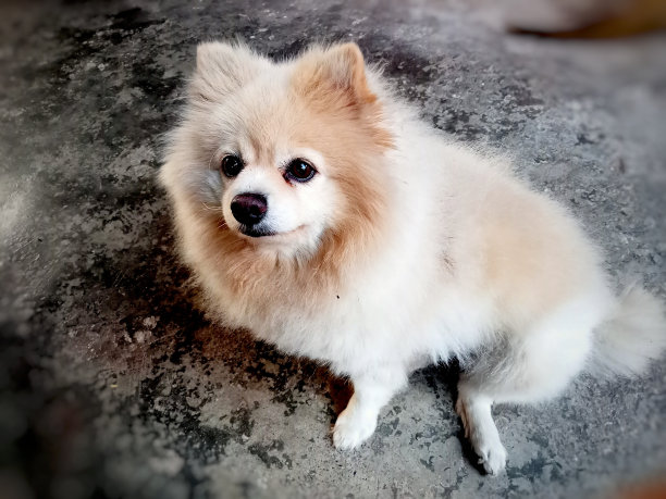 狗宠物和动物的背景纹理抽象可爱可爱的宠物插图图片下载