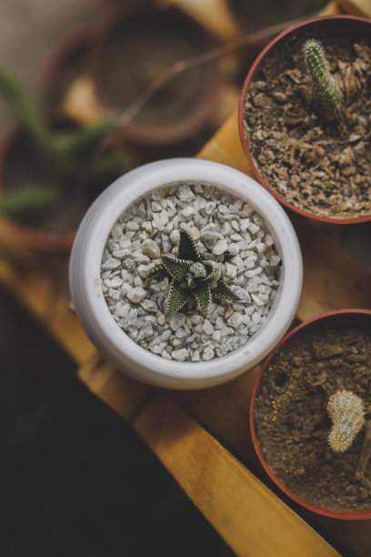 多汁的锅色为白色，底色为木质图片下载