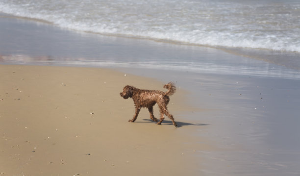 在海边散步的湿水狗图片下载
