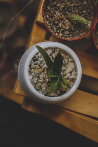 多汁的锅色为白色，底色为木质图片下载