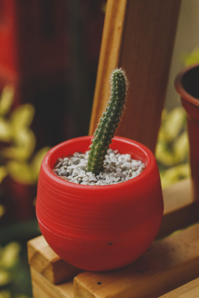 壶中仙人掌颜色为红色，背景颜色为木质图片下载