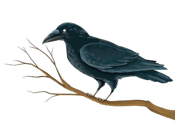 卡通鸟-乌鸦在树枝上-孤立-插图图片下载