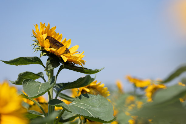 向日葵图片下载