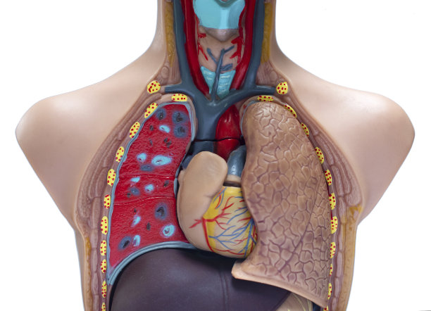 人体胸部解剖模型图片下载