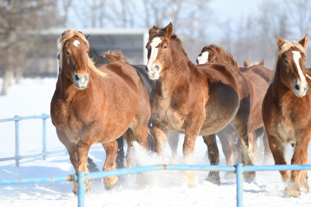 在北海道大福，一群农场马在冬季追逐马匹图片下载